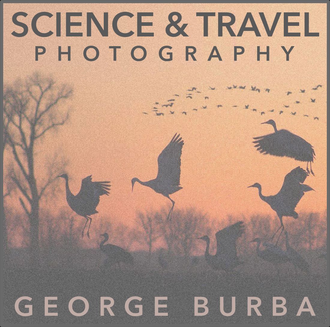 Sandhill cranes dancing at dawn, the Science and Travel Photography emblem